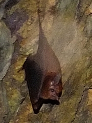 Peropteryx