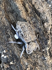 Stenomorpha parallela