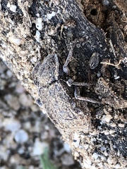 Stenomorpha parallela