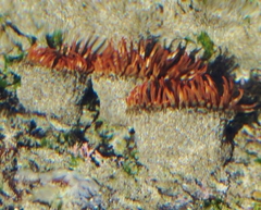 Bunodosoma californica