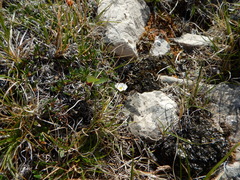 Chrysanthemum integrifolium