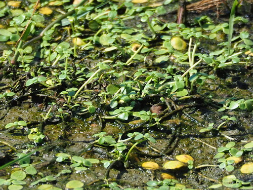 Peplidium maritimum (Peplidium maritimum)