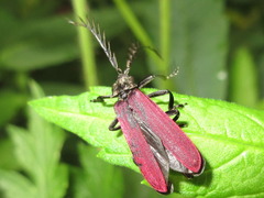 Macrolycus flabellatus