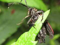Macrolycus flabellatus