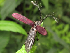 Macrolycus flabellatus