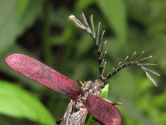 Macrolycus flabellatus