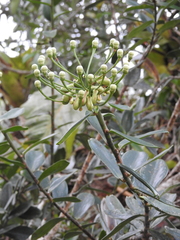 Marcgraviastrum mixtum