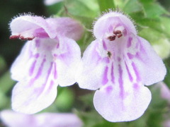 Stachys aspera