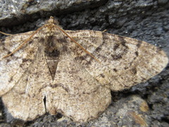 Parectropis nigrosparsa