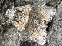 Cranionycta jankowskii