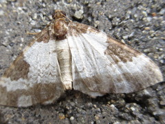 Melanthia procellata