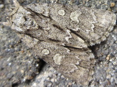 Acronicta adaucta