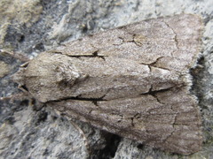 Acronicta intermedia