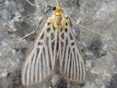 Tyspanodes hypsalis