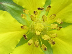 Potentilla chinensis