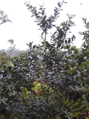 Marcgraviastrum mixtum