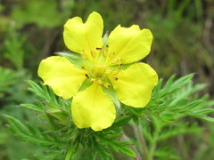 Potentilla chinensis