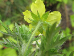 Potentilla chinensis
