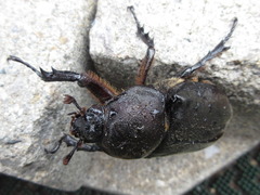 Trypoxylus dichotomus