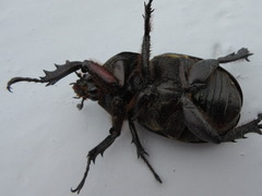 Trypoxylus dichotomus