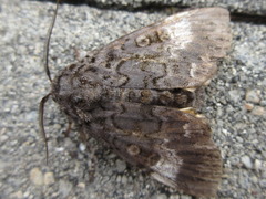 Xanthomantis contaminata