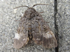 Xanthomantis contaminata