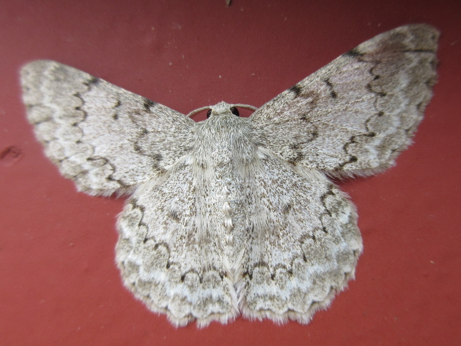 Pingasa pseudoterpnaria