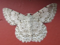 Pingasa pseudoterpnaria