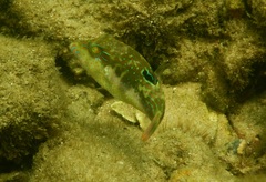 Canthigaster bennetti
