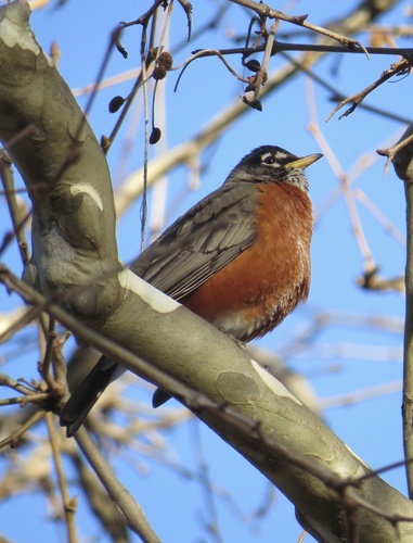American Robin photographed in New York