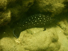 Epinephelus coeruleopunctatus