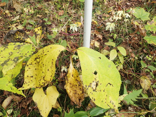 Vincetoxicum macrophyllum iNat (3)