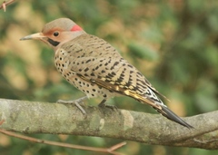 Colaptes auratus auratus