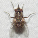 Stable Fly - Photo (c) Fyn Kynd, some rights reserved (CC BY-SA)