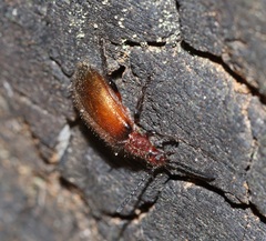 Metriolagria affinis