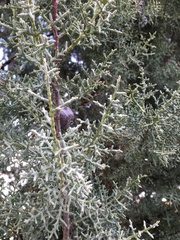 Cupressus sargentii