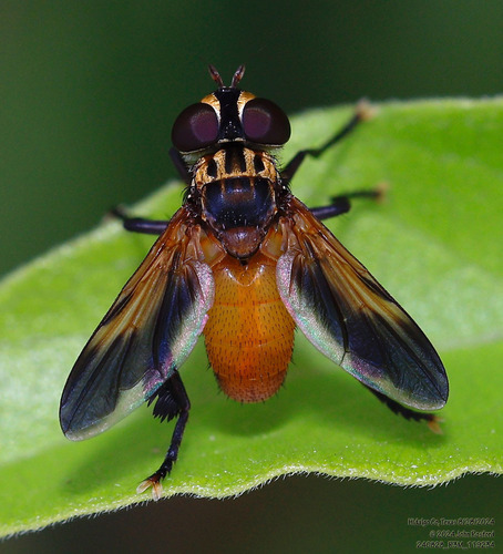 Swift Feather-legged Fly photo 3