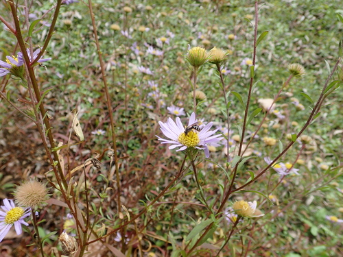 Aster kantoensis iNat (3)