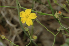 Ornduffia parnassifolia