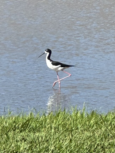 Himantopus mexicanus observed 2025-11-21