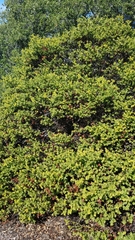 Arctostaphylos purissima