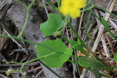 Ornduffia parnassifolia