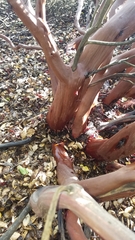 Arctostaphylos purissima