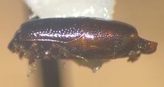 Trypanaeus