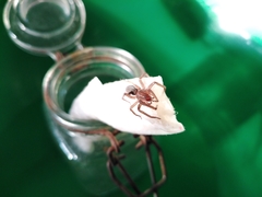 Araneae