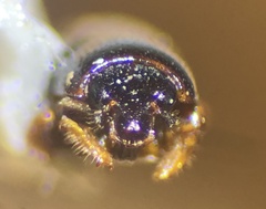 Trypanaeus