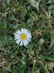 Bellis perennis
