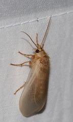 Ithone pallida