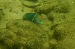 Thalassoma hebraicum