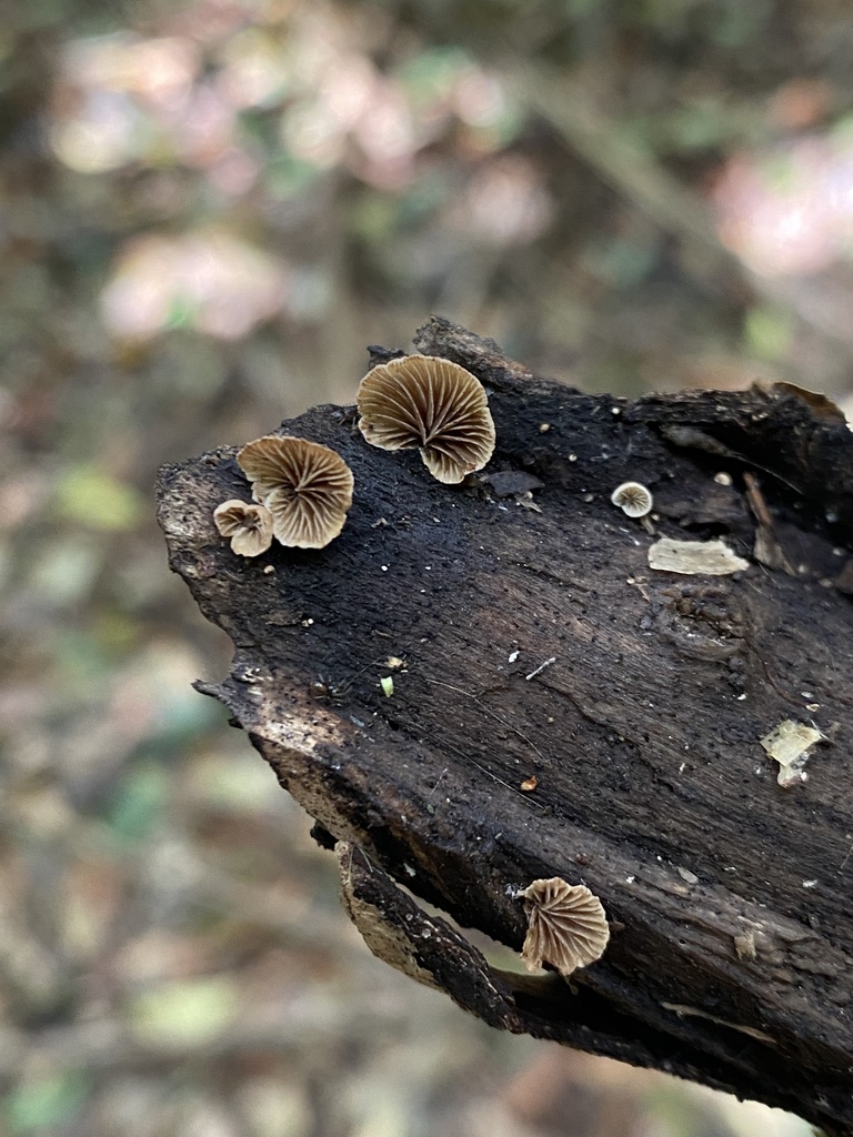 Crepidotus variabilis · November 2025 · photo: © tutitah (iNaturalist, cc0)